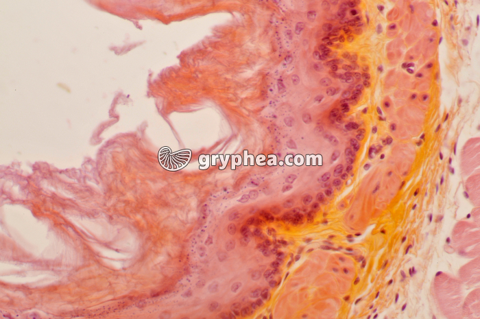 Oesophage Rat x100 - gryphea.org